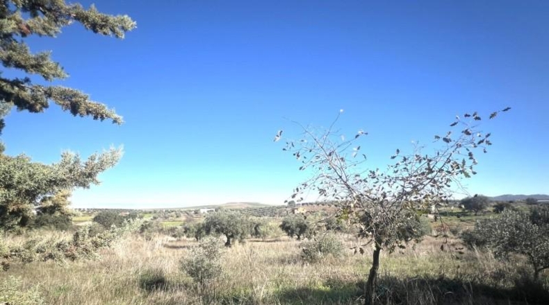 Badajoz - Don Benito - 5986m2