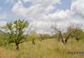 Non-developable land for sale on España, Xaló, ref: TR113623 photo