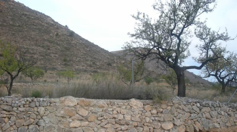 Alicante - Aspe - 10300m2