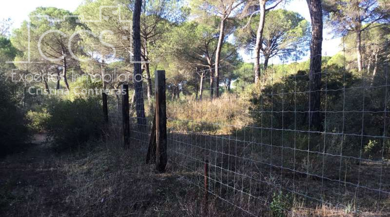 Huelva - Almonte - 40000m2
