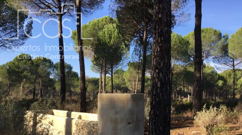 Huelva - Almonte - 40000m2