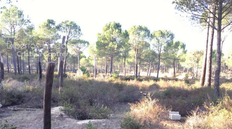 Huelva - Almonte - 40000m2