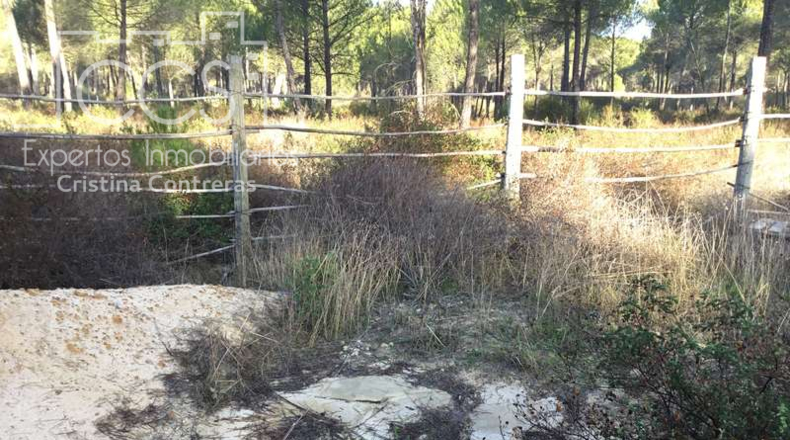 Huelva - Almonte - 40000m2