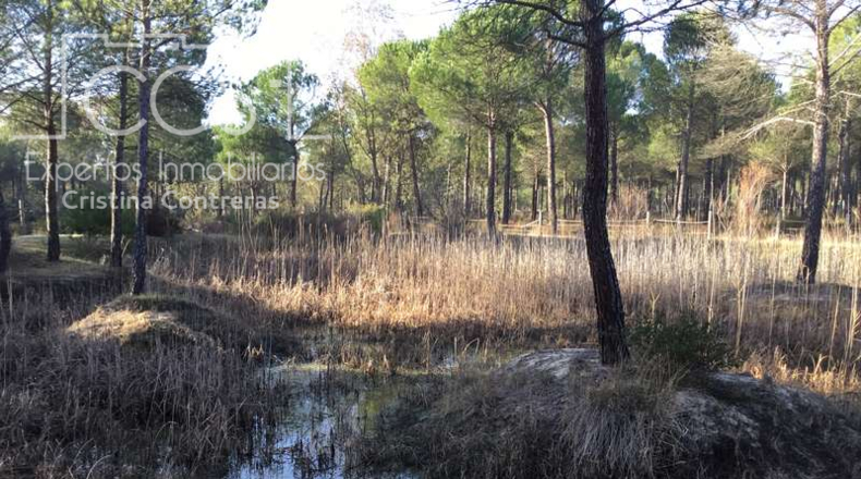 Huelva - Almonte - 40000m2