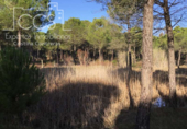 Земля на продажу у города Almonte Фото