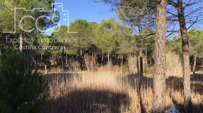 Huelva - Almonte - 40000m2