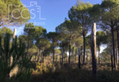 Земля на продажу у города Almonte Фото