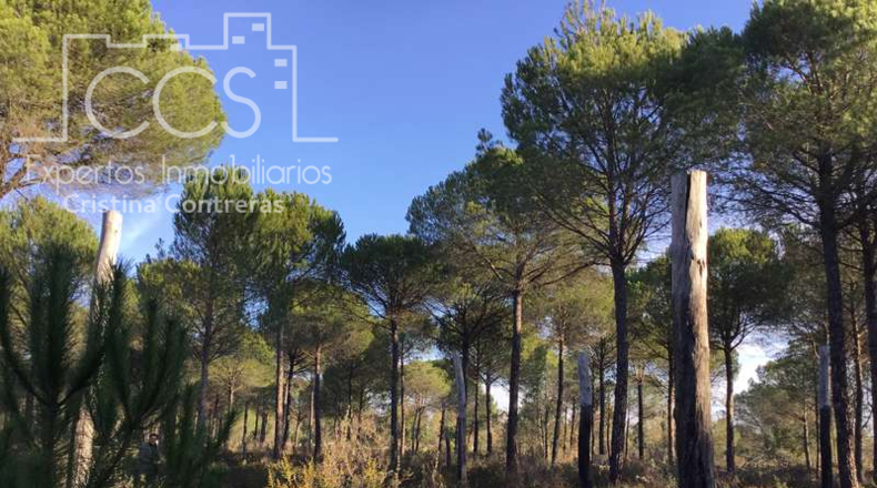 Huelva - Almonte - 40000m2