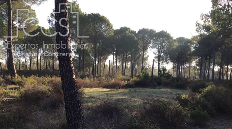 Huelva - Almonte - 40000m2