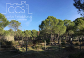 Земля на продажу у города Almonte Фото