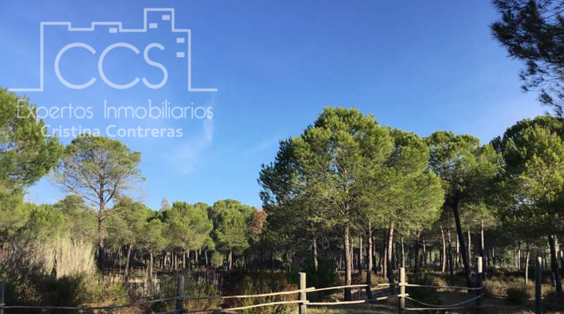 Huelva - Almonte - 40000m2