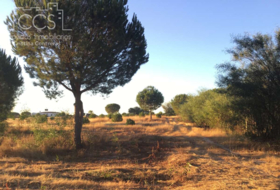 Almonte 30000&nbsp;m²
