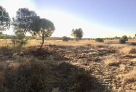 Almonte 30000&nbsp;m²