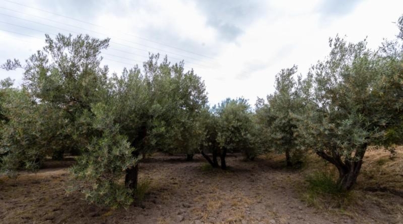 La Rioja - Castañares de Rioja - 5100m2