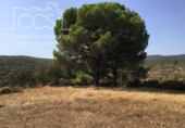 Terreny no urbanitzable en venda a la España, El Castillo de las Guardas, ref.: TR116875 foto