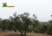 Chalet independiente con terreno en venta en la España, Peligros, ref: TR400939 foto