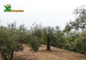 Chalet independiente con terreno en venta en la España, Peligros, ref: TR400939 foto