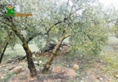 Chalet independiente con terreno en venta en la España, Peligros, ref: TR400939 foto