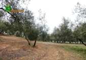 Chalet independiente con terreno en venta en la España, Peligros, ref: TR400939 foto