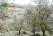 Chalet independiente con terreno en venta en la España, Peligros, ref: TR400939 foto