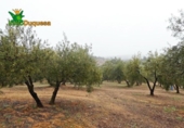 Chalet independiente con terreno en venta en la España, Peligros, ref: TR400939 foto