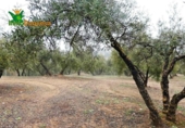 Chalet independiente con terreno en venta en la España, Peligros, ref: TR400939 foto