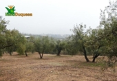 Chalet independiente con terreno en venta en la España, Peligros, ref: TR400939 foto