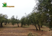 Chalet independiente con terreno en venta en la España, Peligros, ref: TR400939 foto