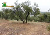 Chalet independiente con terreno en venta en la España, Peligros, ref: TR400939 foto