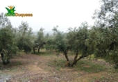Chalet independiente con terreno en venta en la España, Peligros, ref: TR400939 foto