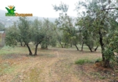 Chalet independiente con terreno en venta en la España, Peligros, ref: TR400939 foto