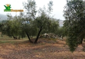 Chalet independiente con terreno en venta en la España, Peligros, ref: TR400939 foto