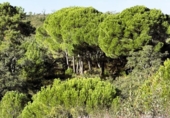Земля на продажу у города Berrocal Фото