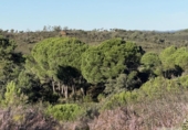 Земля на продажу у города Berrocal Фото
