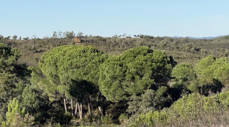 Segovia - Berrocal - 73806m2