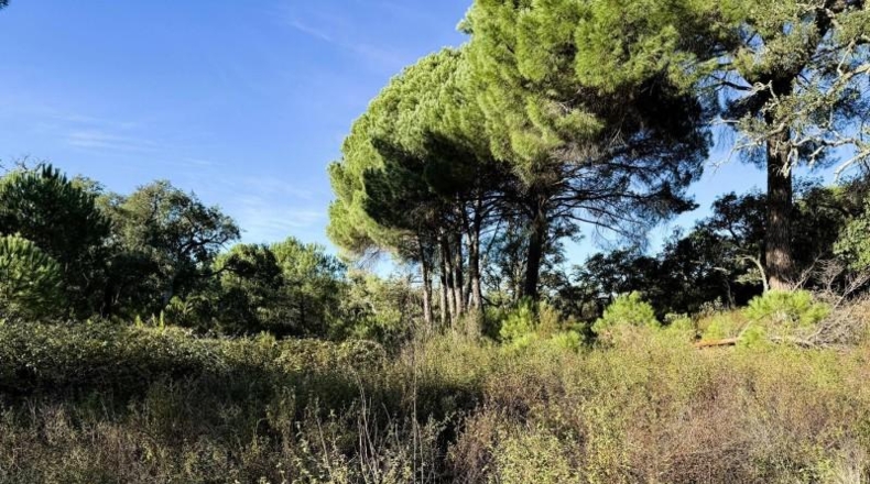 Segovia - Berrocal - 73806m2