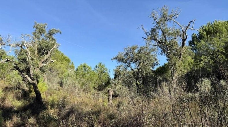 Segovia - Berrocal - 73806m2