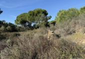Земля на продажу у города Berrocal Фото