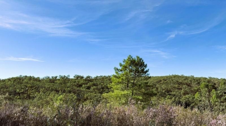 Segovia - Berrocal - 73806m2