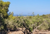 Xalet independent amb terreny en venda a la España, l'Ametlla de Mar, ref.: TR304072 foto