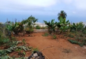Terreno no urbanizable en venta en la España, Pino Alto-Santa Úrsula, ref: TR169320 foto
