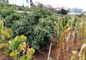 Terreno no urbanizable en venta en la España, Pino Alto-Santa Úrsula, ref: TR169320 foto