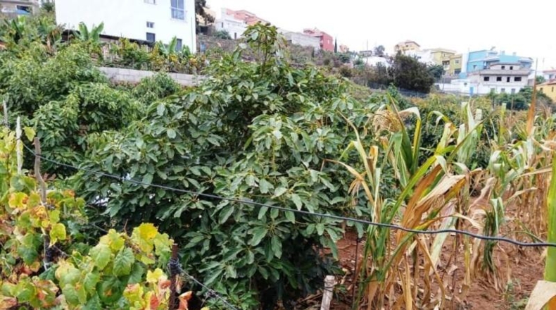 Santa Cruz de Tenerife - Santa Úrsula - 971m2