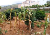 Terreno no urbanizable en venta en la España, Pino Alto-Santa Úrsula, ref: TR169320 foto
