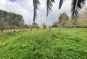 Villaviciosa 3500&nbsp;m² 