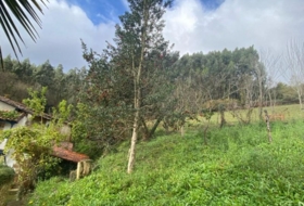 Villaviciosa 3500&nbsp;m² 