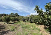 Casa de camp amb terreny en venda a la España, la Nucia, ref.: TR304532 foto