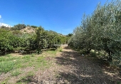 Casa de camp amb terreny en venda a la España, la Nucia, ref.: TR304532 foto