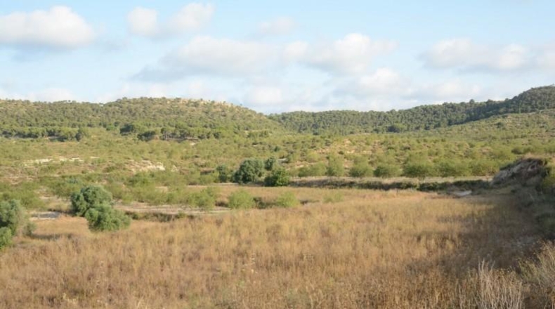Alicante - Orihuela - 17000m2