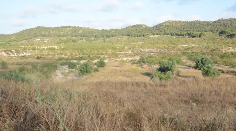 Alicante - Orihuela - 17000m2